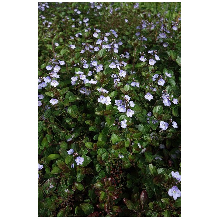 Veronique - Veronica petraea 'Mme Mercier'