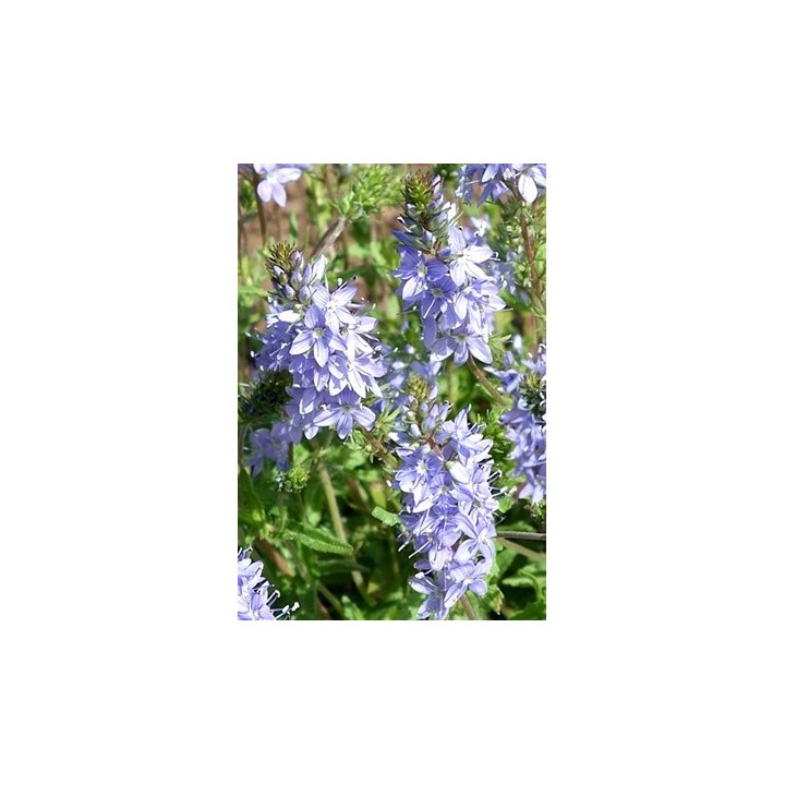 Veronique - Veronica prostrata 'Nestor'