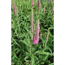 Veronique - Veronica spicata 'Heidekind'