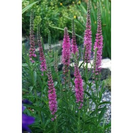 Veronique - Veronica spicata 'Rosea'