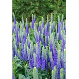 Veronique - Veronica spicata 'Ulster Blue Dwarf'