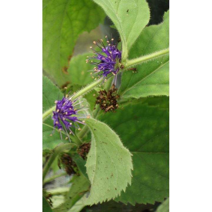 Veronicastrum villosum