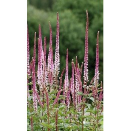 Veronicastrum virginicum 'Erica'