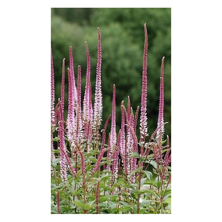 Veronicastrum virginicum 'Erica'