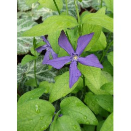 Pervenche des balcans - Vinca balcanica