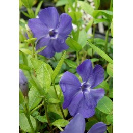 Pervenche  - Vinca minor 'La Grave'
