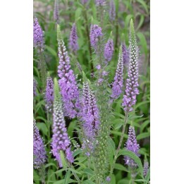 Véronique à longues feuilles - Veronica longifolia - Description vente