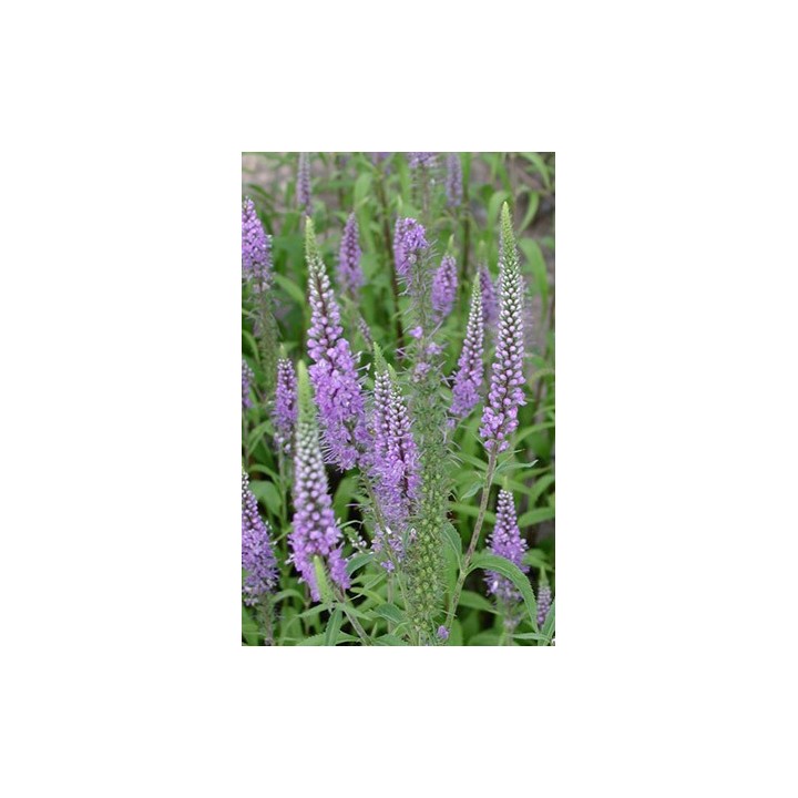 Véronique à longues feuilles - Veronica longifolia - Description vente