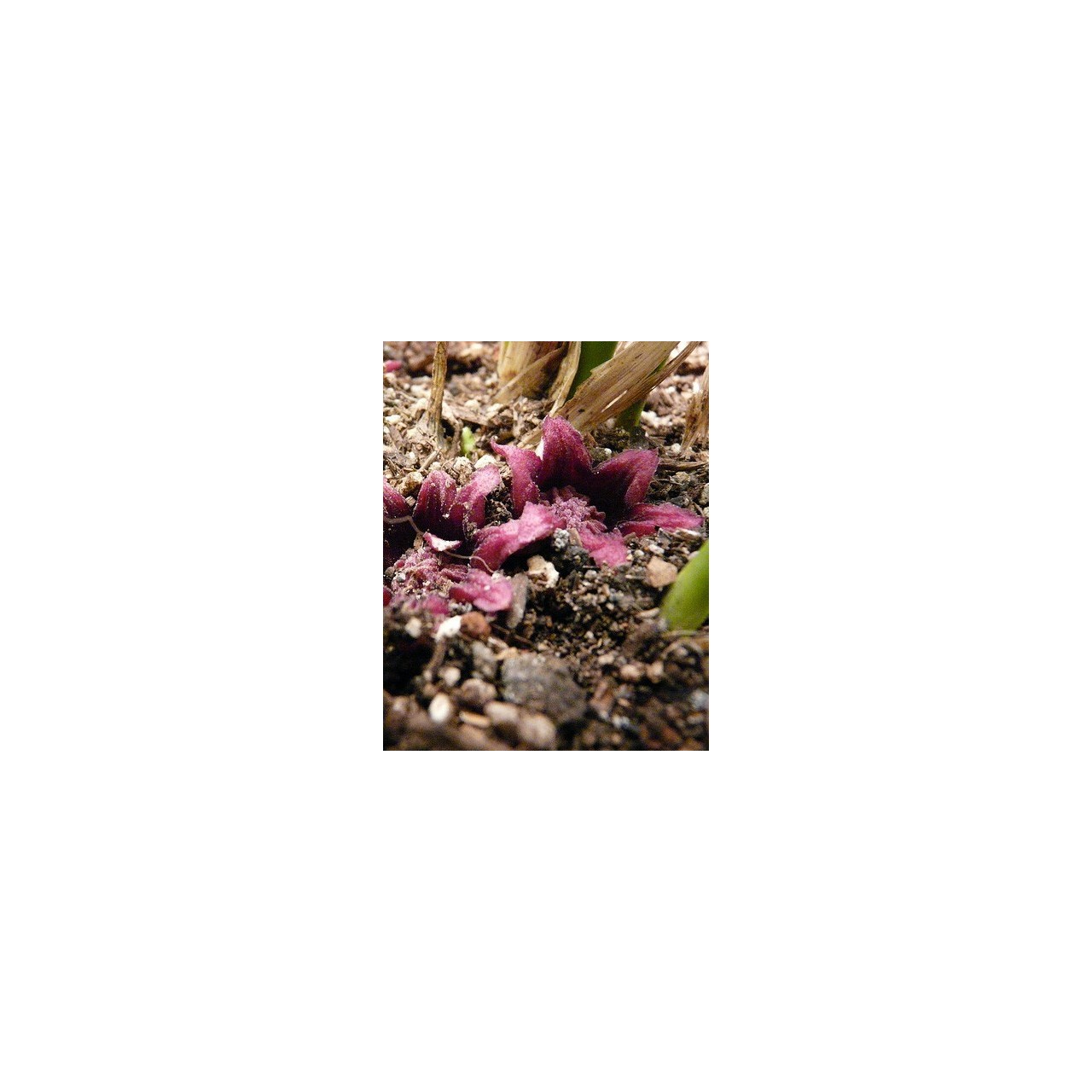 Aspidistra elatior 'Milky Way' - Aspidistra vietnamensis