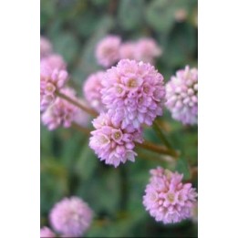 Persicaire - Persicaria capitata