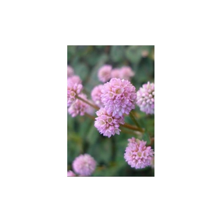 Persicaire - Persicaria capitata