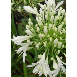 Agapanthe - Agapanthus africanus 'Albus'