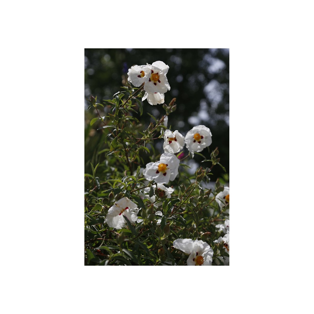 Ciste - Cistus x purpureus 'Alan Fradd'