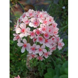 Darmera peltata