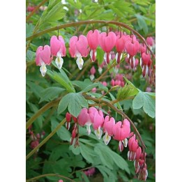 Coeur de Marie - Dicentra spectabilis