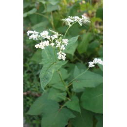 Sarrasin vivace - Fagopyrum dibotrys - Description et vente en ligne -