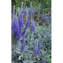 Veronique - Veronica spicata subsp.incana
