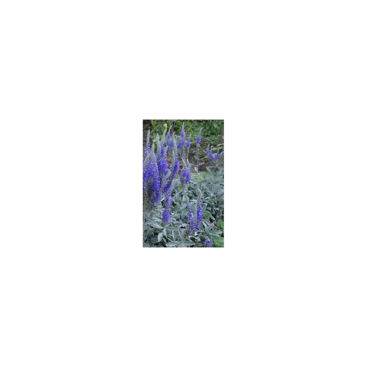 Veronique - Veronica spicata subsp.incana