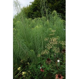 Helianthus salicifolius