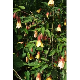 Abutilon 'Kentish Belle' - Lanterne chinoise -