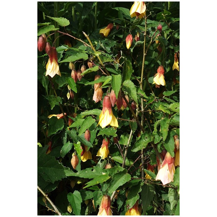 Abutilon 'Kentish Belle' - Lanterne chinoise -
