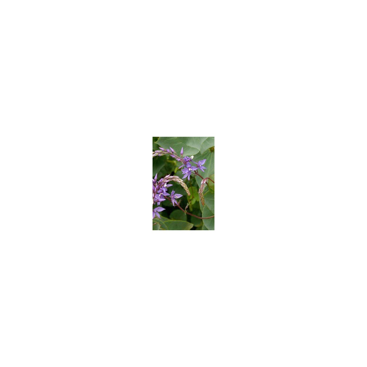 Parahebe perfoliata