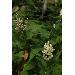 Persicaire - Persicaria polystachya (weyrichii)
