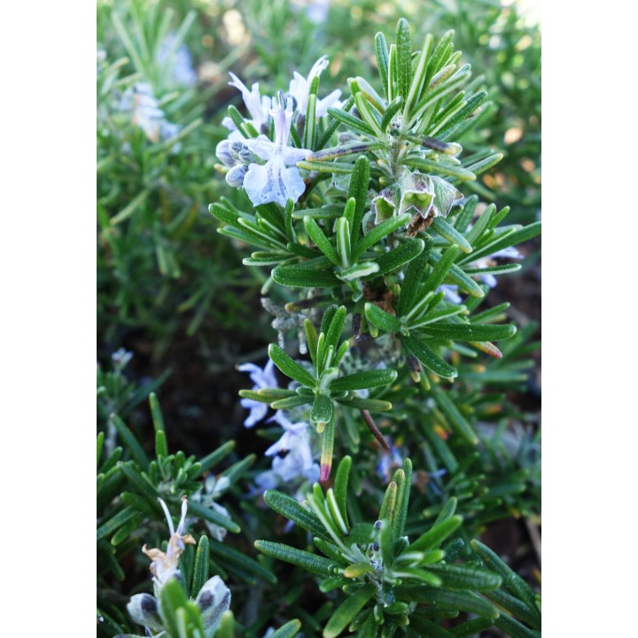 Romarin - Rosmarinus officinalis 'Boule'