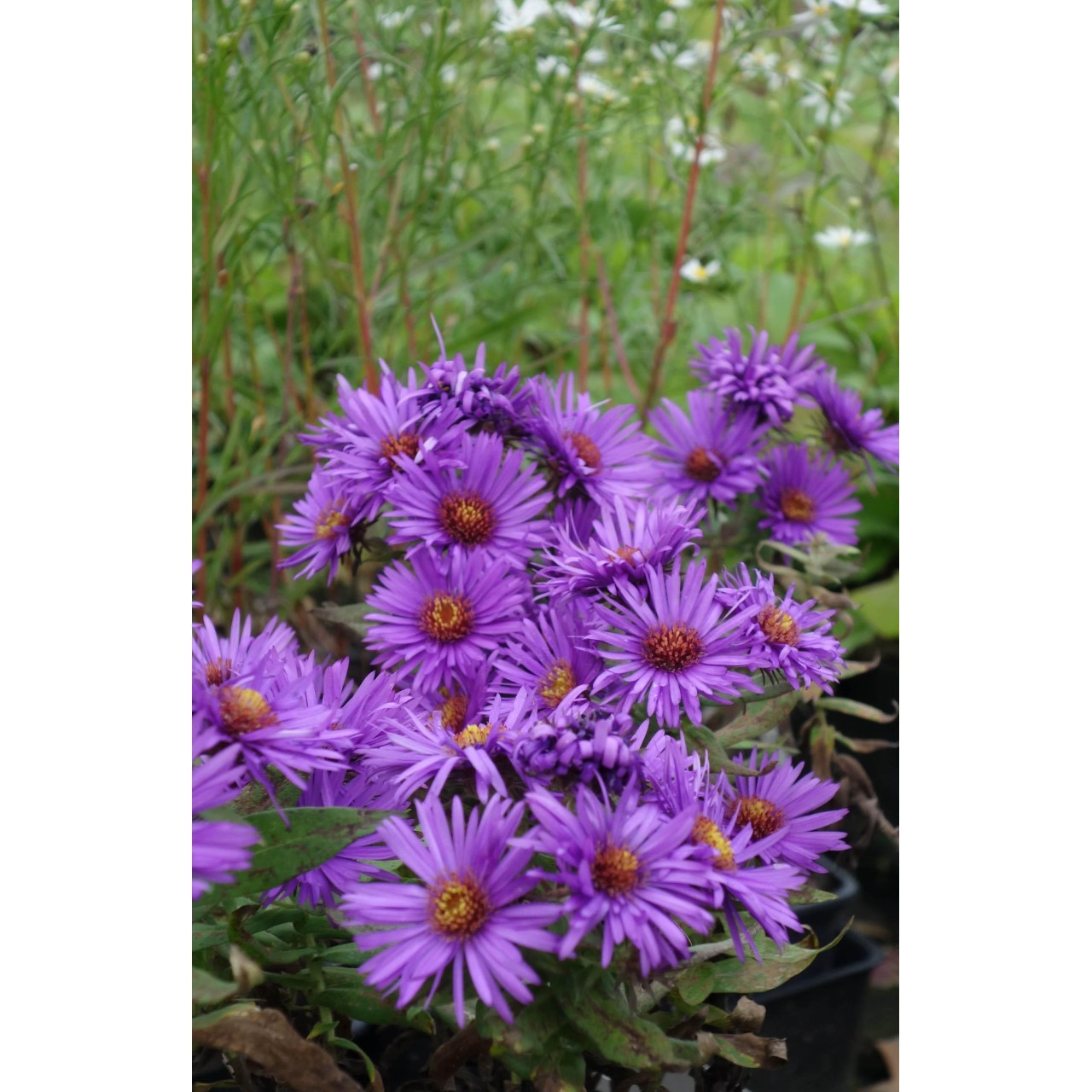 Vendangeuse - Aster (Symphyotrichum) n.a 'Purple Dome'