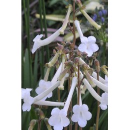 Sinningia tubiflora