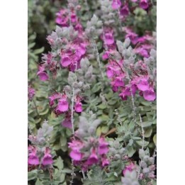 Germandrée marine - Teucrium marum