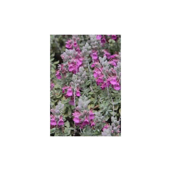 Germandrée marine - Teucrium marum