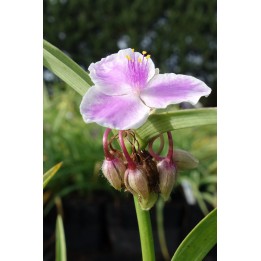 Ephémère de Virginie - Tradescantia 'Pink Chablis'