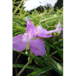 Ephémère de Virginie - Tradescantia x andersoniana 'Charlotte'