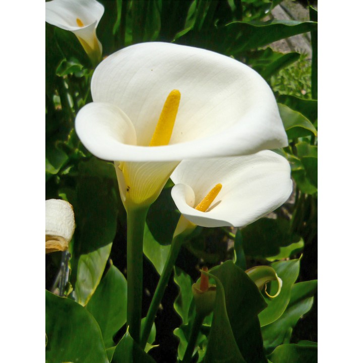 Arum - Zantedeschia aethiopica