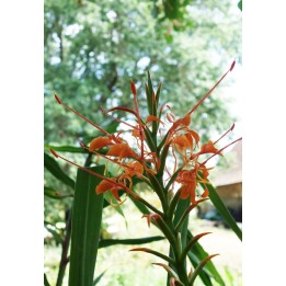 Hedychium aurantiacum