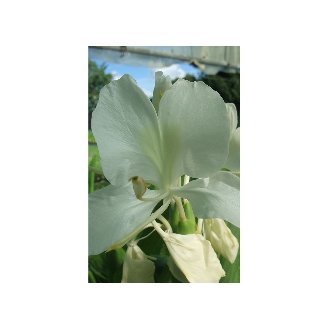 Hedychium coronarium
