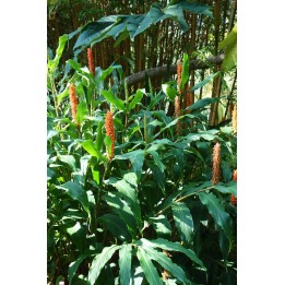 Hedychium densiflorum
