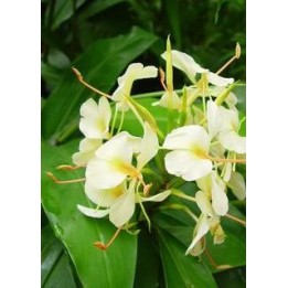 Hedychium flavum