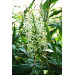 Hedychium griffithianum