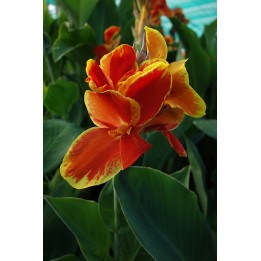 Balisier - Canna 'Hossegor'