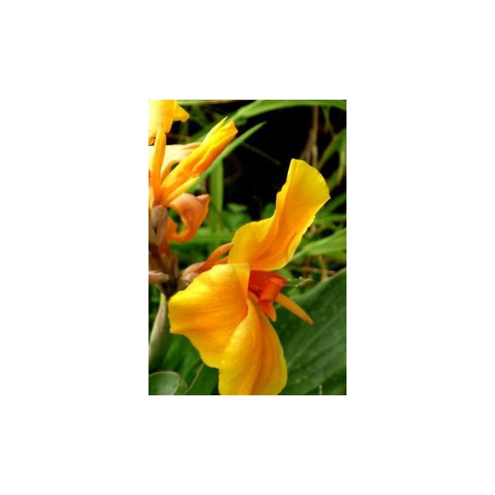 Balisier orange - Canna 'Libération'