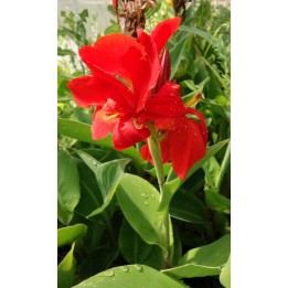 Balisier à grande fleur rouge - Canna 'Oiseau de Feu' -