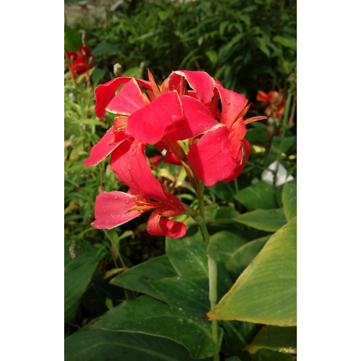 Balisier - Canna 'Président'