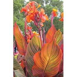 Balisier - Canna 'Tropicanna'