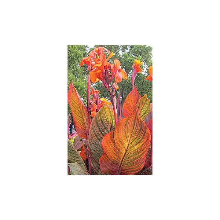 Balisier - Canna 'Tropicanna'