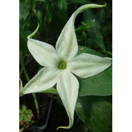 Jaborosa integrifolia