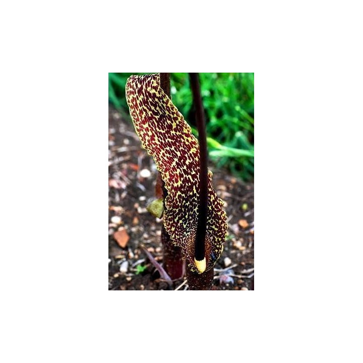 Sauromatum venosum