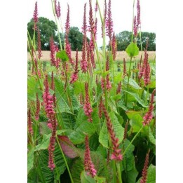 Persicaire - Persicaria amplexicaulis