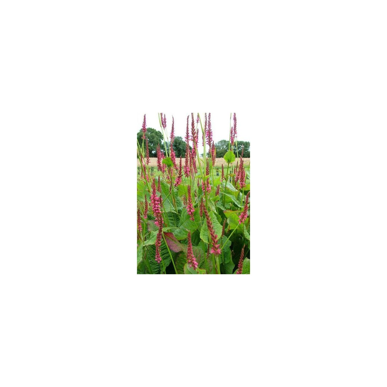 Persicaire - Persicaria amplexicaulis